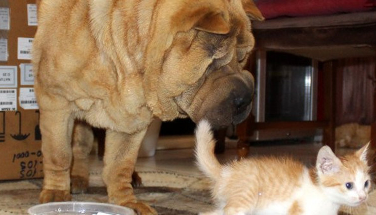 Kedi yavrularına 'Çayteej' annelik yapıyor