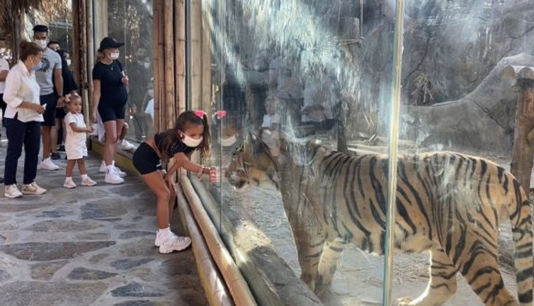 Galatasaray'ın "Kaplan" lakaplı yıldızı takımının sembolü "Aslan"a büyük ilgi