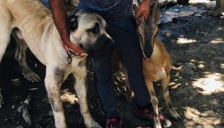 Yaban keçisini ölümden "Tatar" kurtardı! Yaşasın iyi insanlar! Yaralı keçiyi 4 kilometre taşıdı
