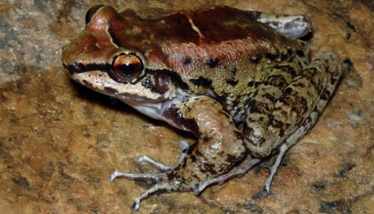 Sadakat ve tek eşililikleriyle ünlülerdi bilim dünyası şokta bu kurbağanın haremi var