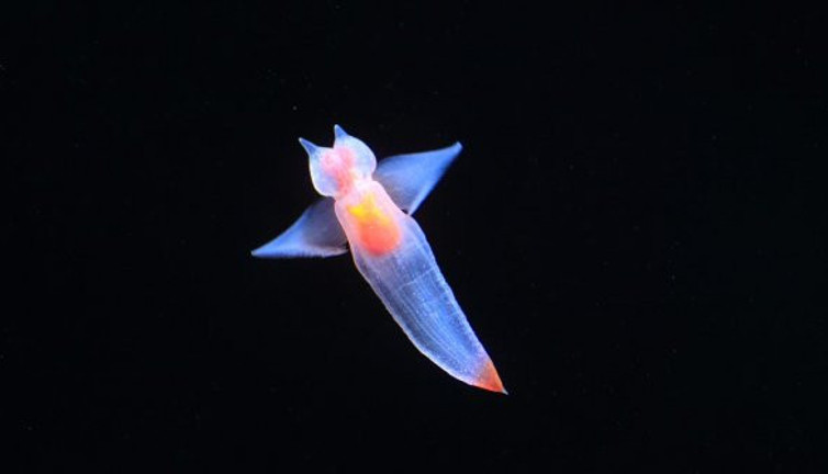 Gözlerinize inanamayacaksınız! "Deniz Meleği" ilk kez görüntülendi