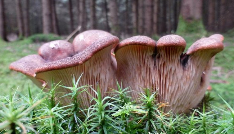 Yemeden önce bu 5 yiyeceği asla yıkamayın