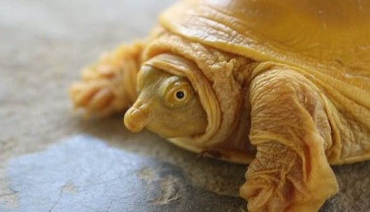 Altın renkli kaplumbağa bulundu! Halk kutsal kabul etti