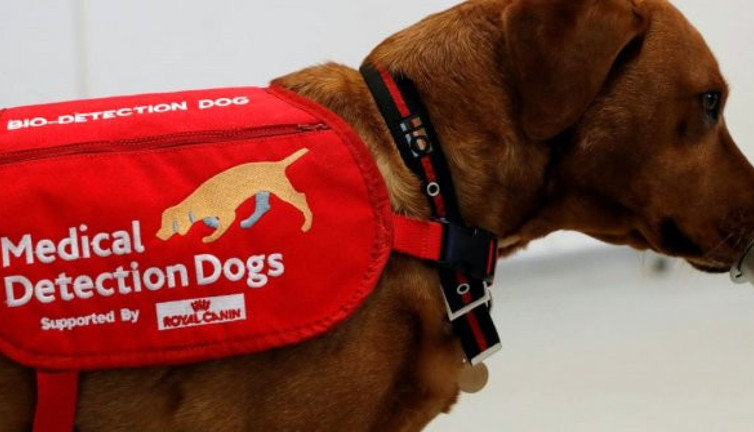 Korona virüsü saniyeler içinde yüzde 94 oranında doğru tespit ediyorlar: Artık hazırlar