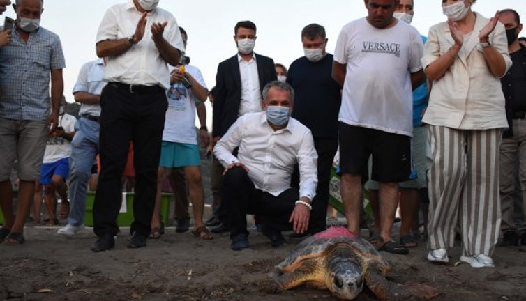 Muğla'da 4 caretta caretta tedavi edildi! 25 yavru denizle buluştu