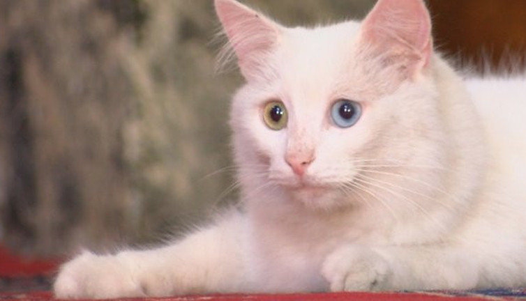 Ayasofya'nın kedisi Gli'ye Ankara'dan arkadaş