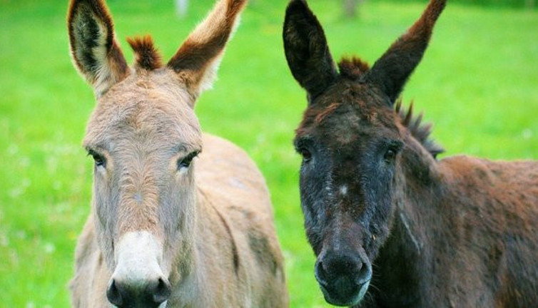TÜİK açıkladı! Eşek sayılarında azalma var