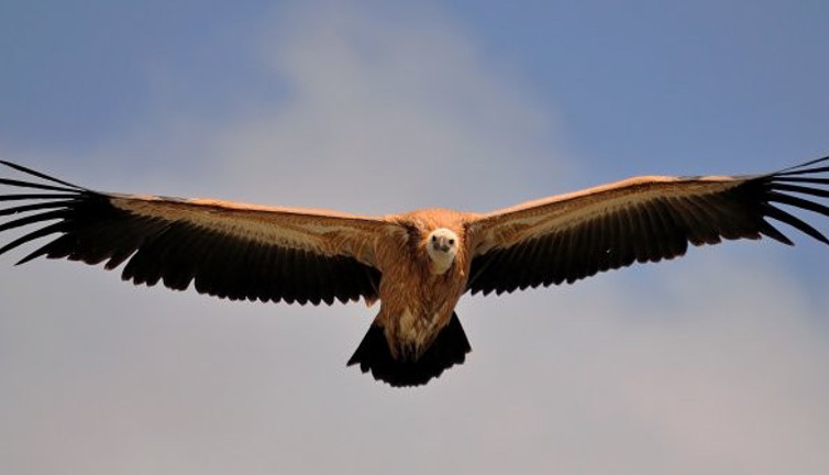 Seyircilerin arasına dalan akbaba anneanne ve torununu hastanelik etti