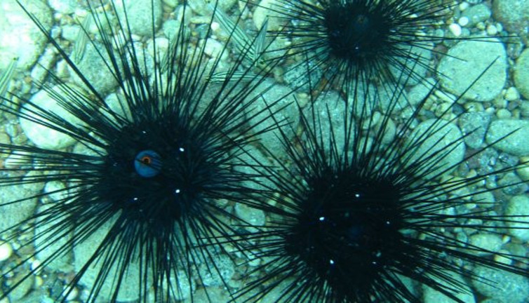 Denize parmağınızı bile sokarken düşünün! Türk plajlarında ilk kez görüldüler