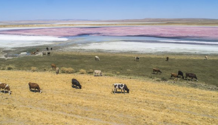 Kuruyan göl renk değiştirdi