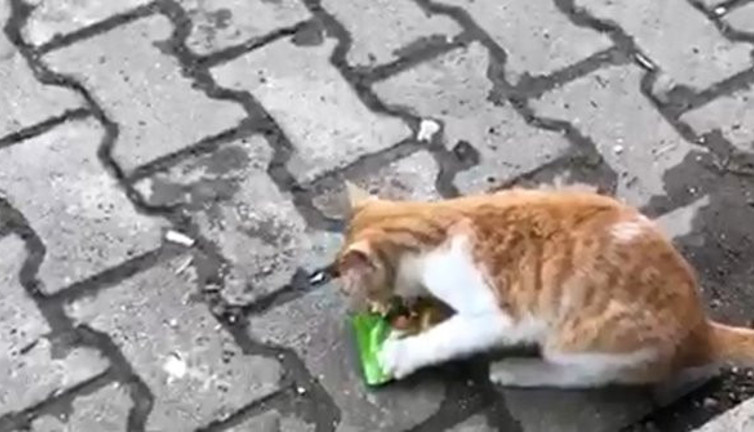 Aç kalan kedinin bakkalda yaptıkları şaşırttı