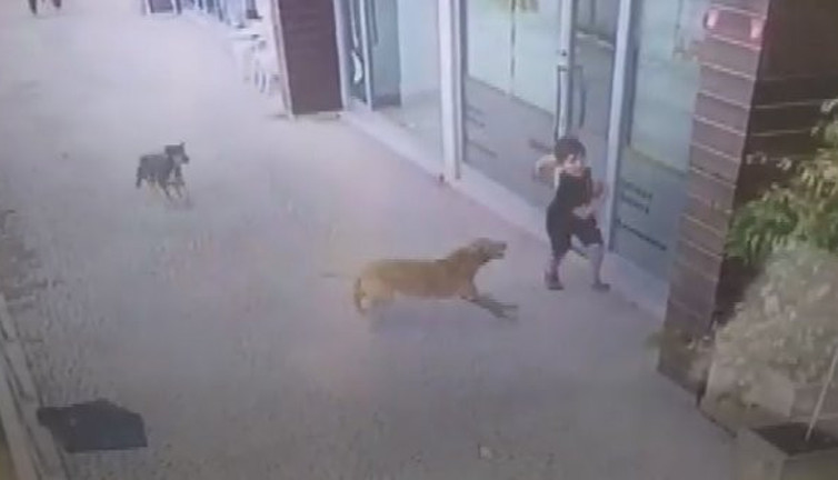 Sokak köpekleri küçük çocuğu böyle parçalayacaktı