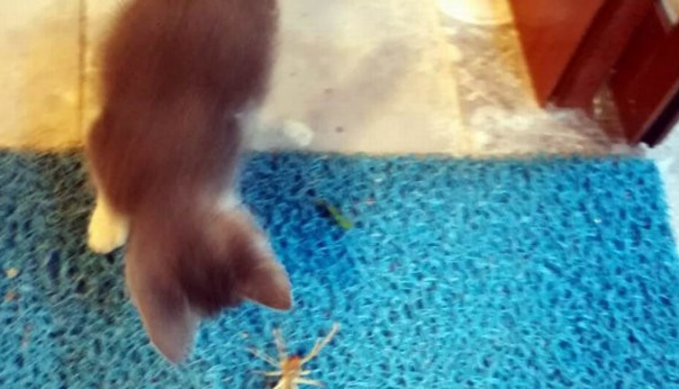 Öldürücü pati darbelerinden böyle kurtuldu! Et yiyen örümcek ile kedi kapıştı! Nefesleri kesen mücadele