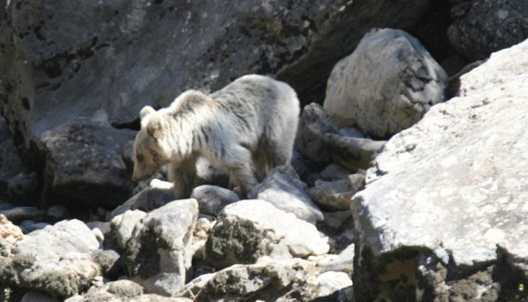 Pülümür Çayı ayıların yuvası oldu