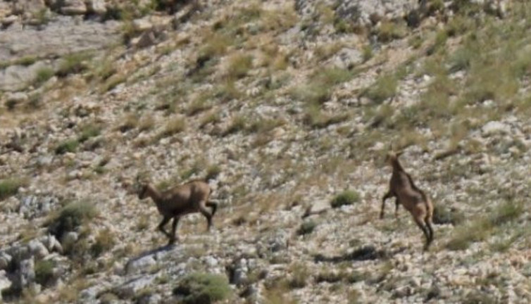 Tunceli'de Şamuaların kayalarla dansı!