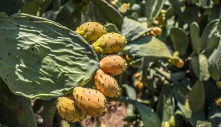 Vücutta iyi gelmediği şey yok ama dalında çürüyor