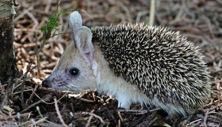 Uzun kulaklı çöl kirpisi görüldü! Tavşan değil kirpi! Bakan dönüp bir daha bakıyor