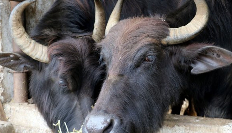 Karadeniz mandasından İtalyan peyniri