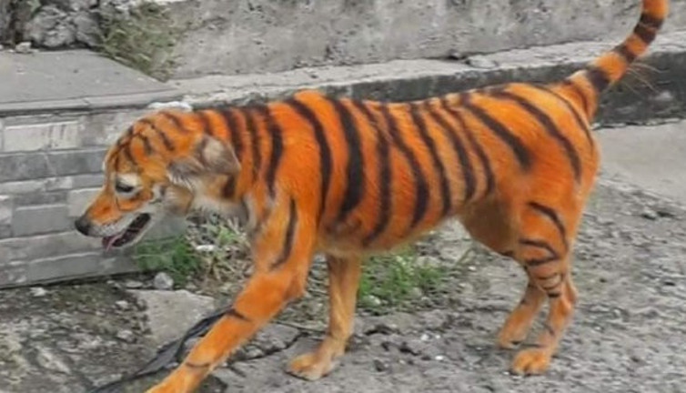 Köpeği kimyasal boyayla kaplan rengine boyadılar, hayvanseverler ayakta