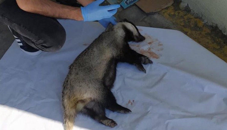 Yaralı porsuk kan içinde bulundu