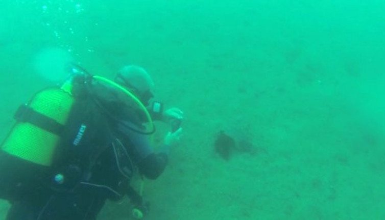 Çanakkale'de ilk kez görüntülendi! Nereden gelmiş olabilir