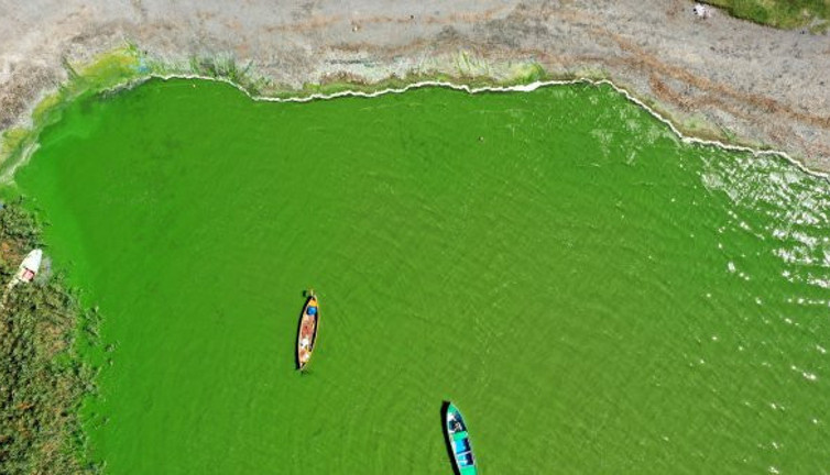 Bu gölün balığı zehir saçıyor" Görenler korkuya kapılıyor! Uluabat Gölü yemyeşil
