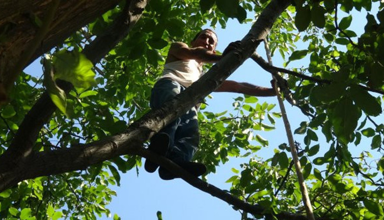 Tarzan Hamdi ağaca tırmanıp günde 300 TL kazanıyor