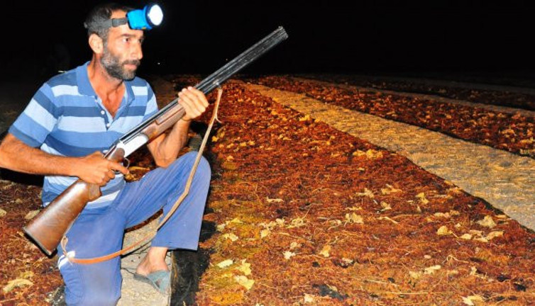 Dünyaca ünlü üzüme tüfekli nöbet