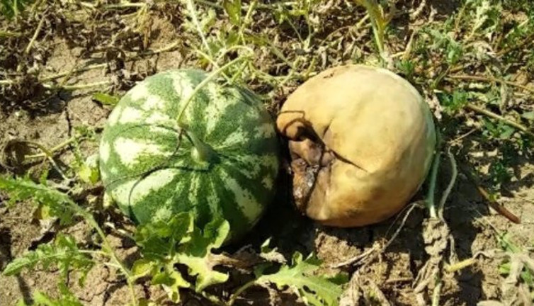 Tarladaki karpuzlar infilak etti