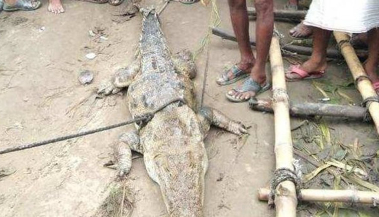 Köylü yakaladığı timsah için fidye istedi