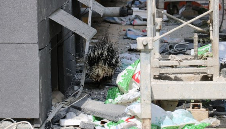 Oklu kirpi şehri ayağa kaldırdı