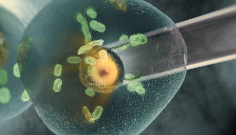 Çalışma ekibi resmen duyurdu: Klonlama işlemi başarı ile tamamlandı