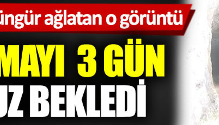 Kurtarılmayı 3 gün boyunca aç susuz bekledi, Köylüleri hüngür hüngür ağlatan görüntü
