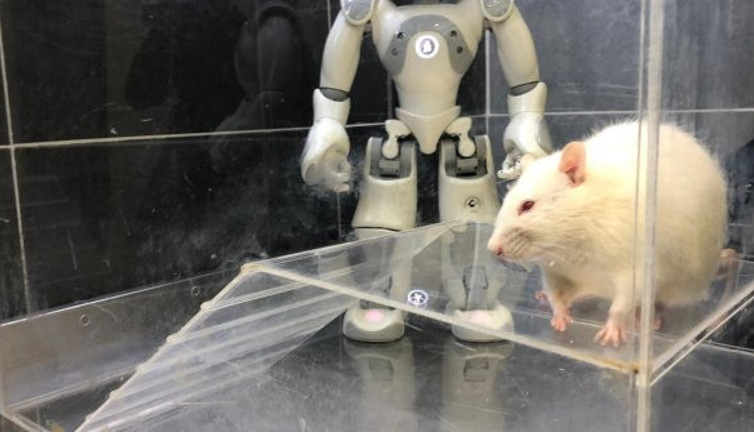 Robot ve sıçan birbirinin öğretmeni oldu