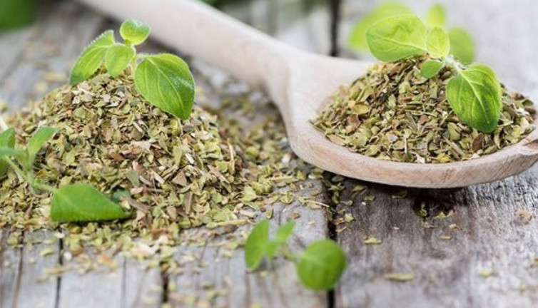 Koronayı yenen kekikteki mucize raporu aylardır Sağlık Bakanlığı'nda bekletiliyor: Bütün doktorlar biliyor, kimse söyleyemiyor!