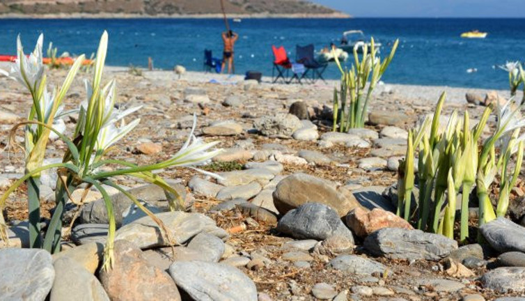 Cüzdan yakan çiçek