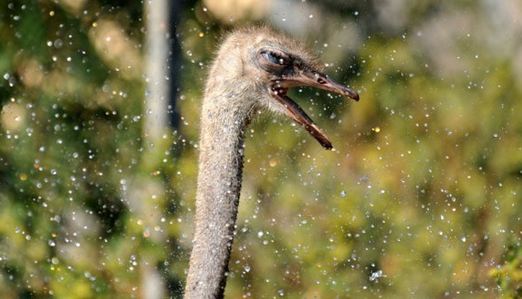 Sıcaktan kavrulan deve kuşlarının su keyfi