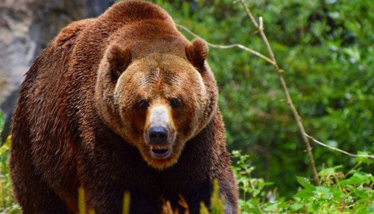Koskoca Ayı neye uğradığını şaşırdı: Arkasına bakmadan kaçtı