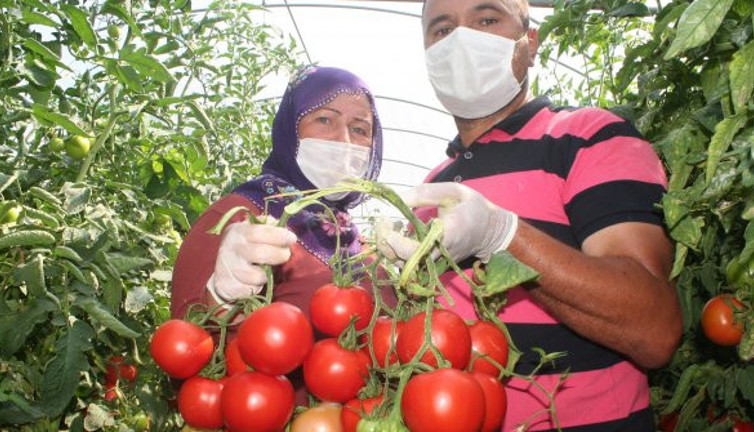 Tarlada 40 kuruş, markette 4 lira! Çiftçinin domates tepkisi