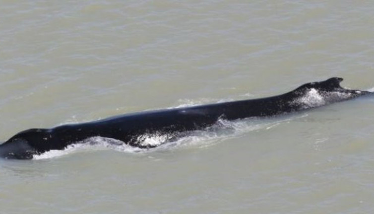 Azgın timsahları fellik fellik kaçıran canavar yuvasında
