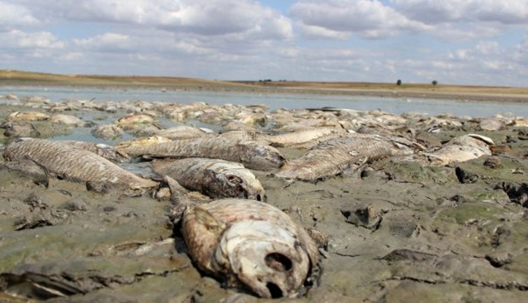 Edirne'de balıkların susuzluktan gözü çıktı: Muhtar bir sonraki aşamayı açıkladı