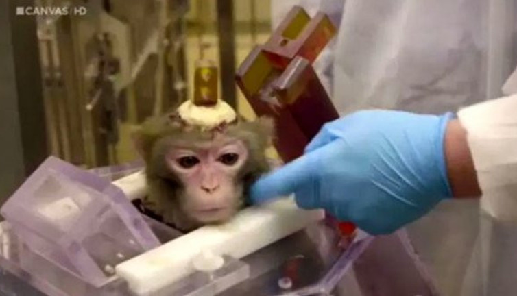 Denek maymunlara insanlık dışı zulüm! Hayvanseverleri ayağa kaldıracak haber