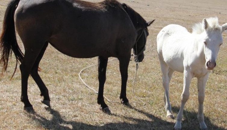 Kars'taki tayın gözleri mavi kirpikleri beyaz! Görenler donup kaldı