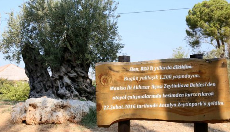 1204 yaşında halen meyve veriyor, kutsal kitaplarda adı geçen ağaç