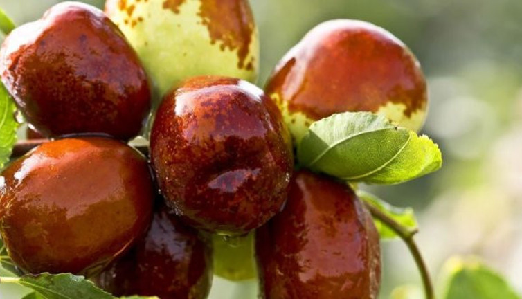 Bu meyveyi yiyenin karnı acıkmıyor. Stres, kabızlık, uykusuzluğa da birebir