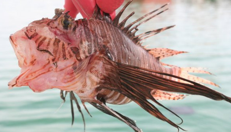 Zehirli balık tezgahlarda. Kilosu 20 TL'ye satılıyor. Temizlerken bile tehlike altındasınız