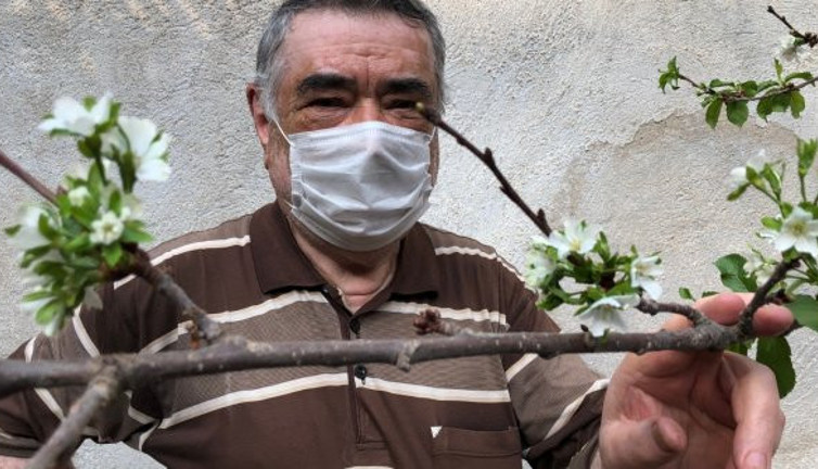 Kış ayında kiraz ağacı çiçek açtı. 3 ay önce meyve vermişti