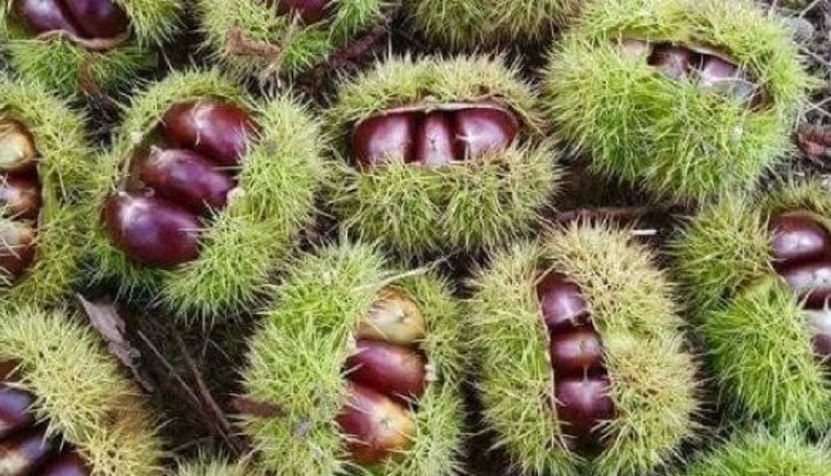 Kestane geçim kapısı oldu. Bedava toplayıp kilosunu 25 liradan satıyorlar. Ormanlık alanda ağaçlar bu meyveyle dolu