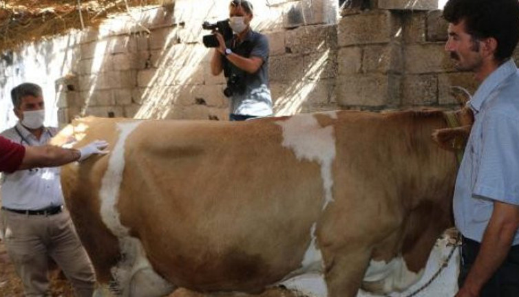 16 ineği bir gecede sivrisinekler öldürdü