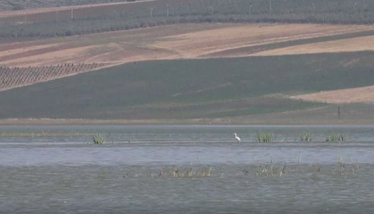 Reyhanlı barajında 14 yeni kuş türü keşfedildi